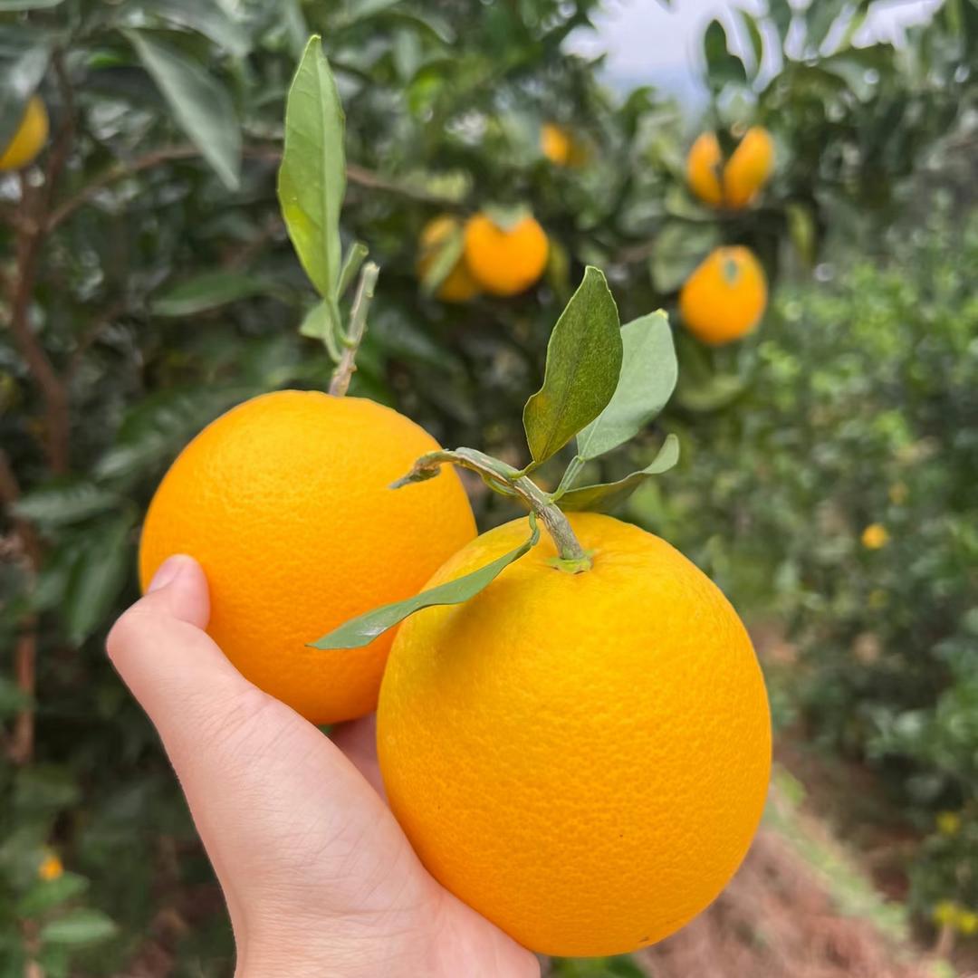 蜀味鲜果
