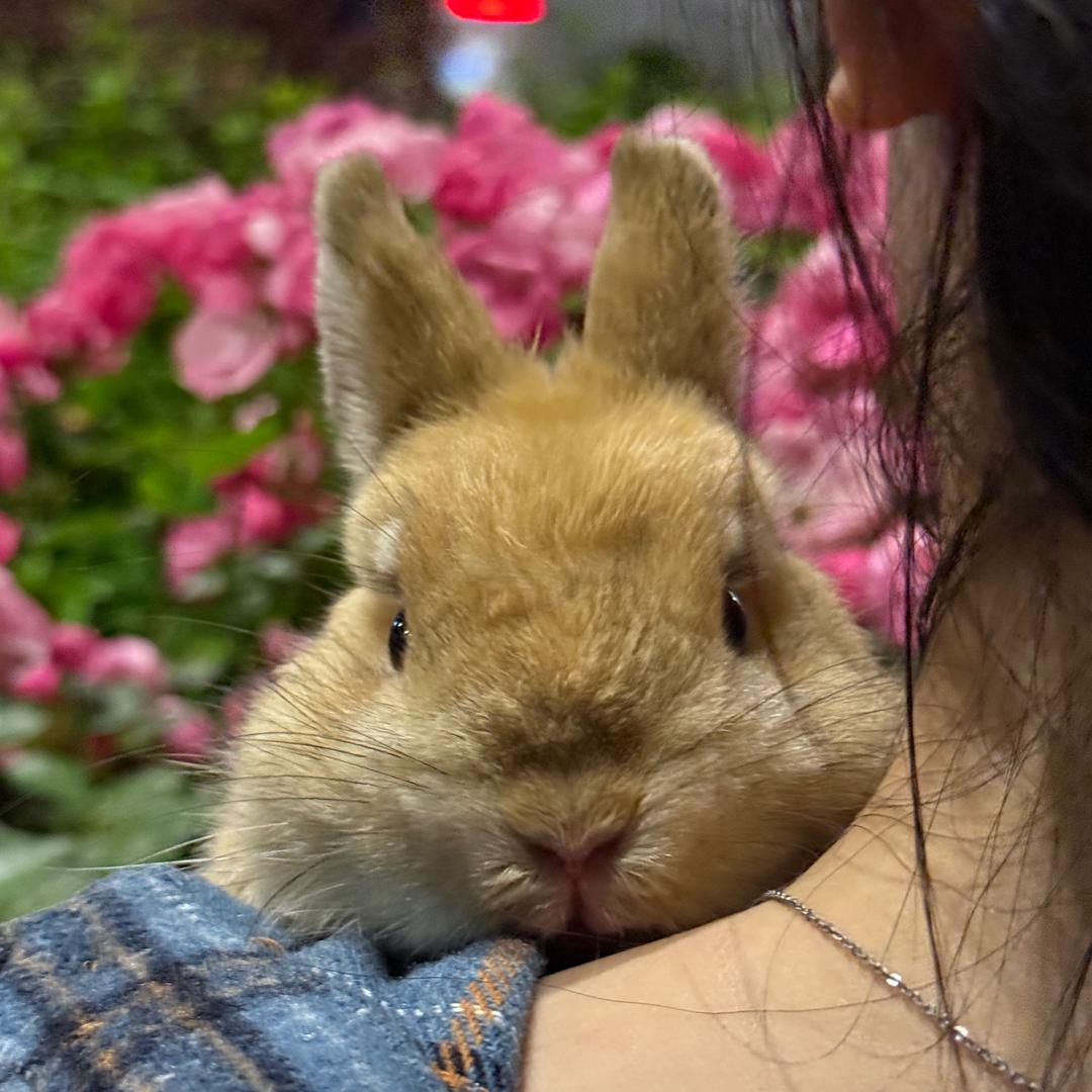 木梅梅