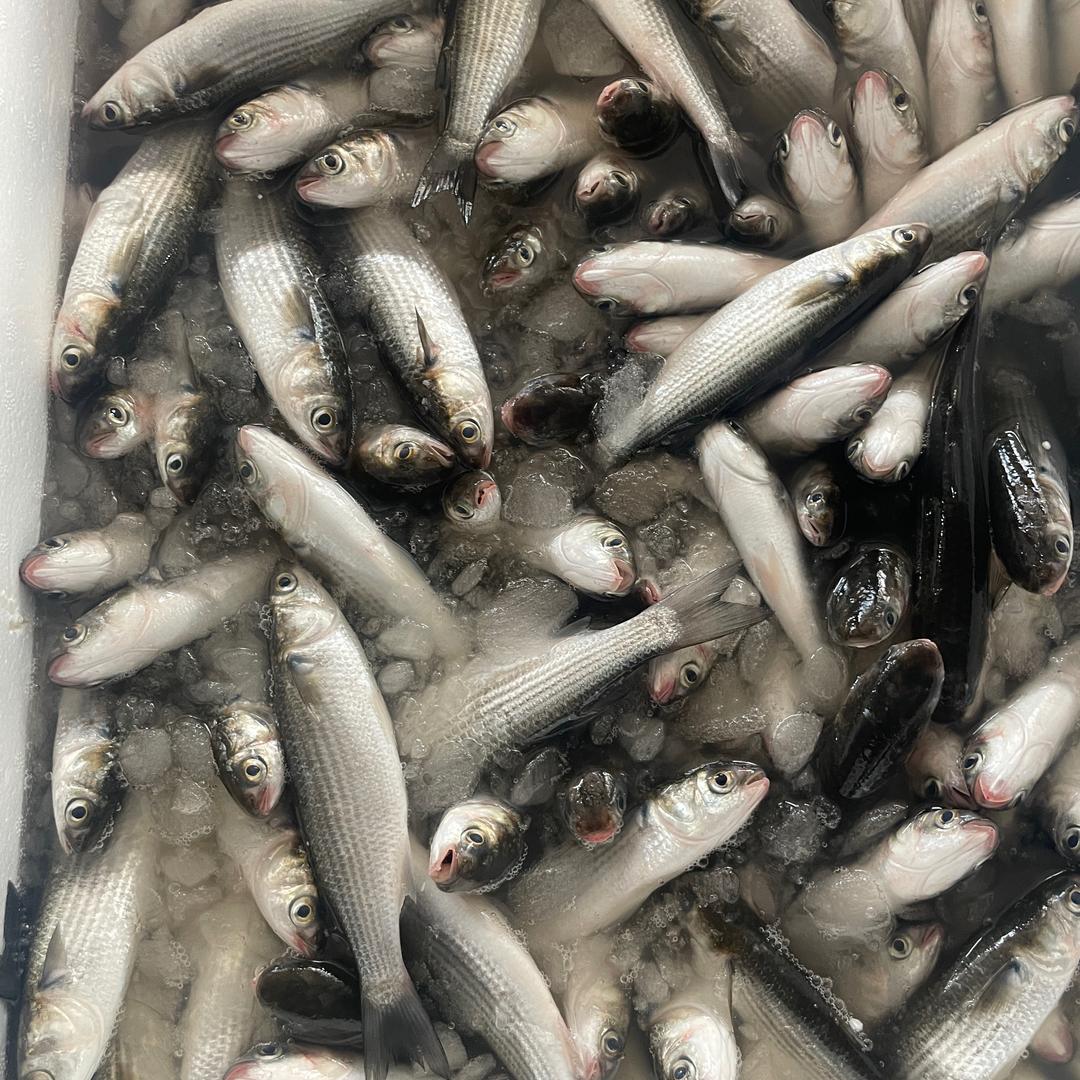 啊武水产：收购乌鱼：代销乌鱼