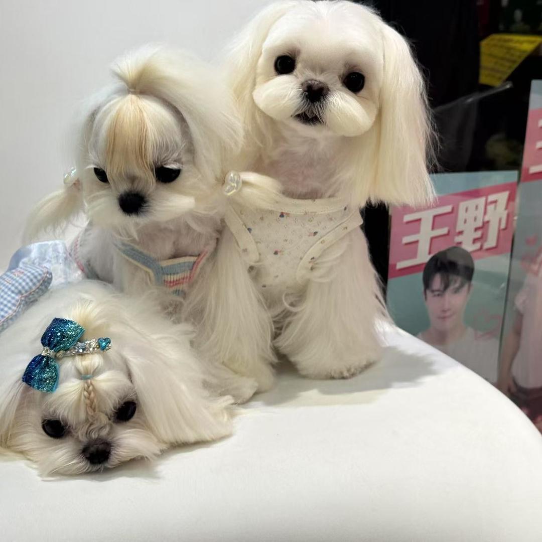 金豆儿