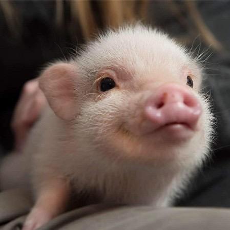 一只吃饱的猪🐷
