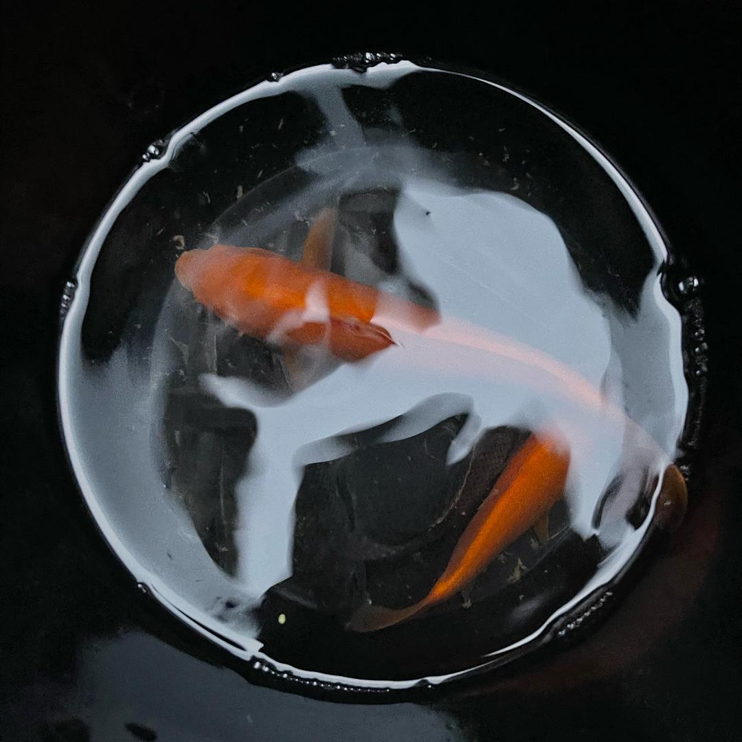 晓艺橱窗好物