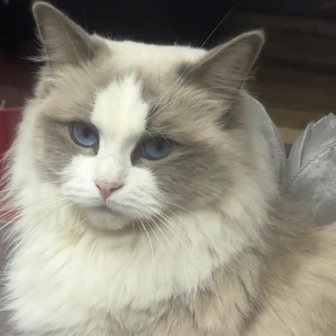 猫粮狗粮批发