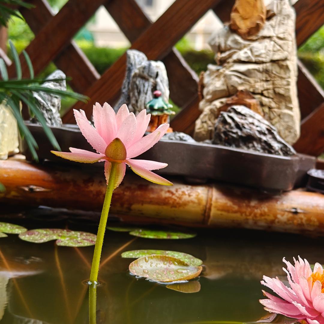 富诺明天会更好529