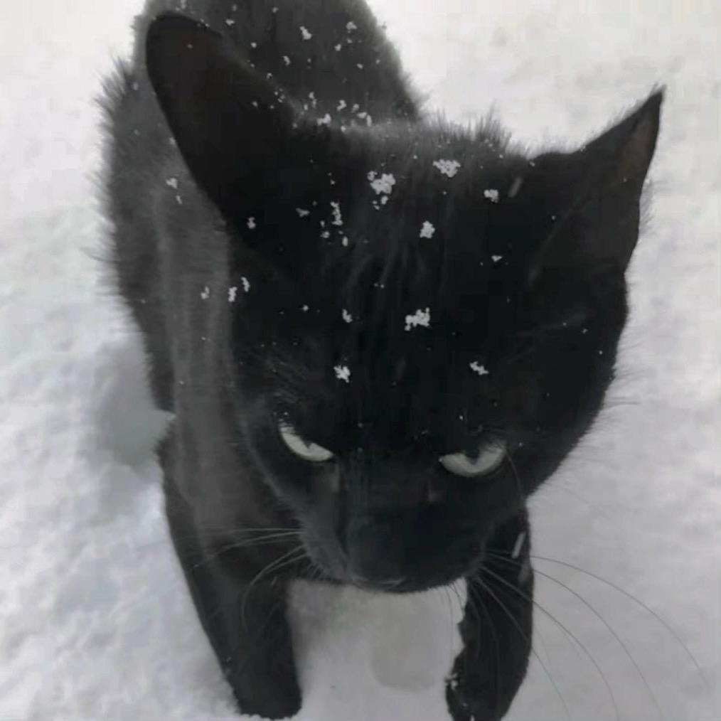 猪脚难