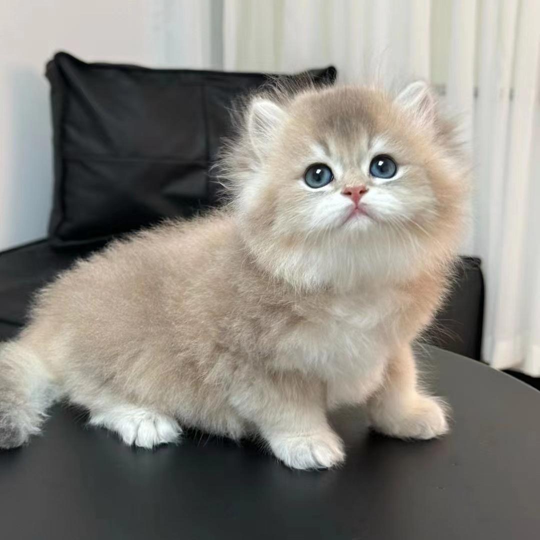 丹 💖丹💖小猫屋