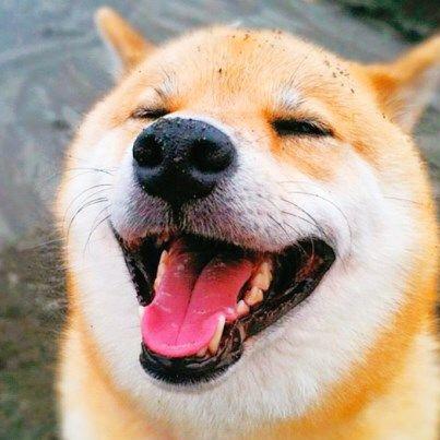 小周聊养狗