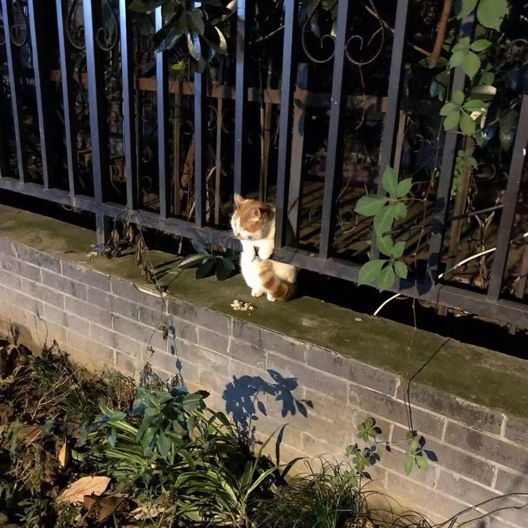 一笨书