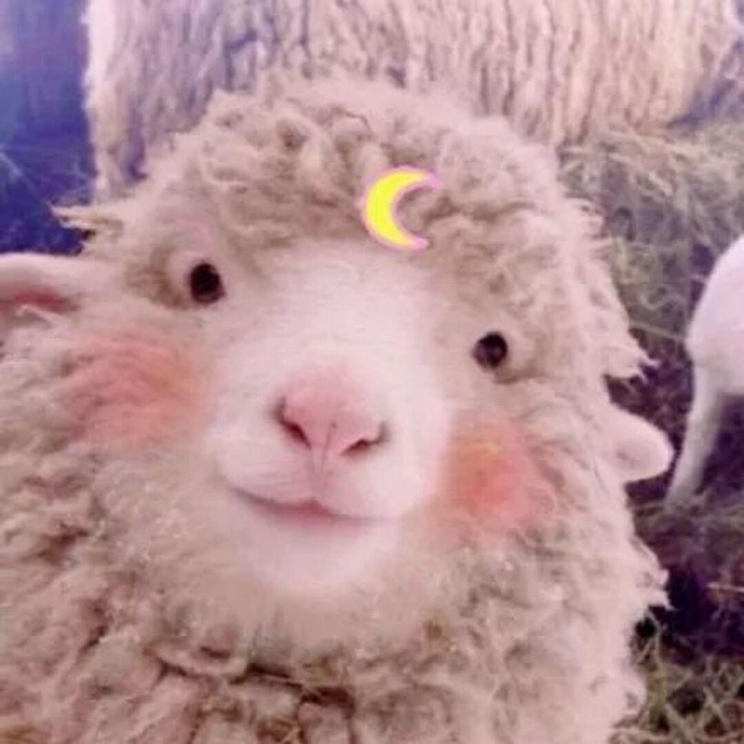 @羊驼大王.（金铲铲