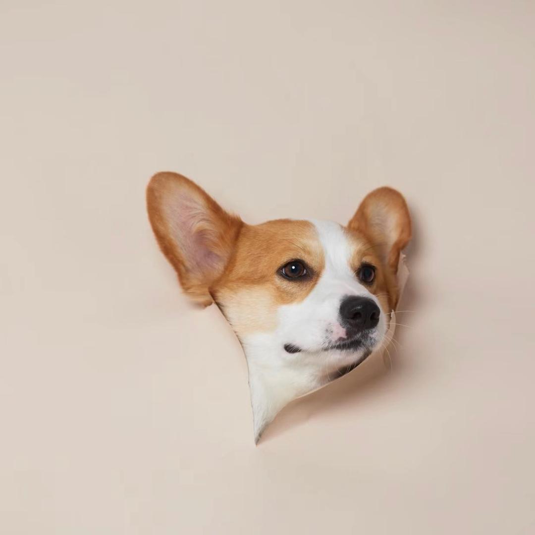 橙子、三角洲行动