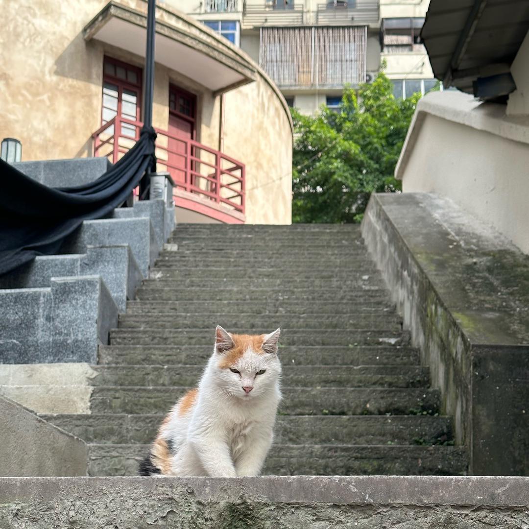 收集者