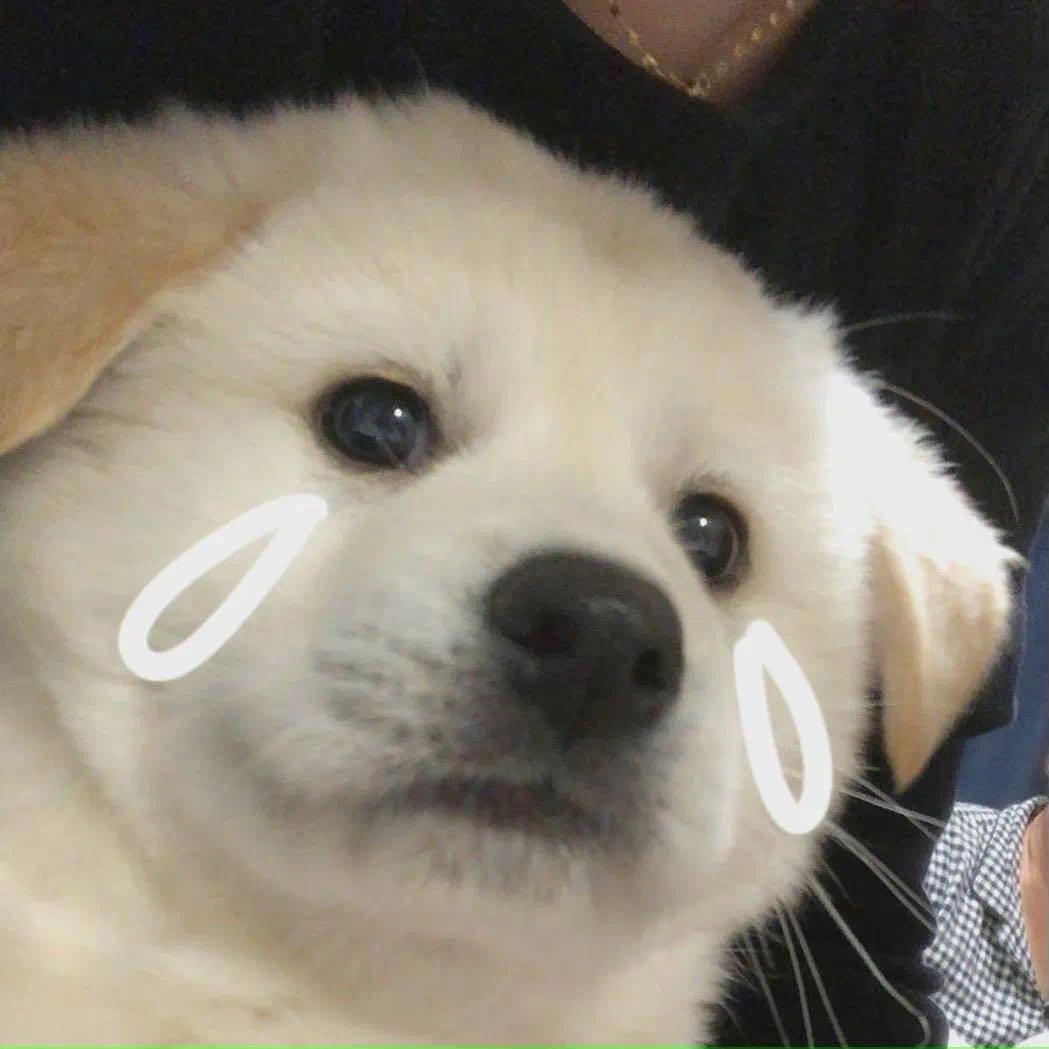 糯米团子🐶