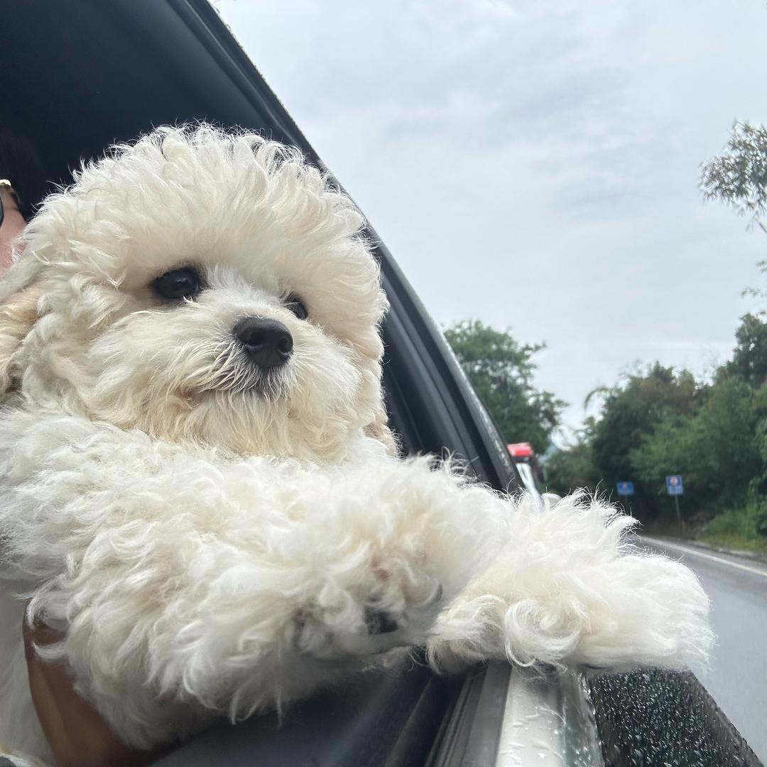 布丁小可爱