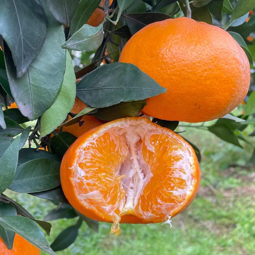 柑橘小鑫🍊