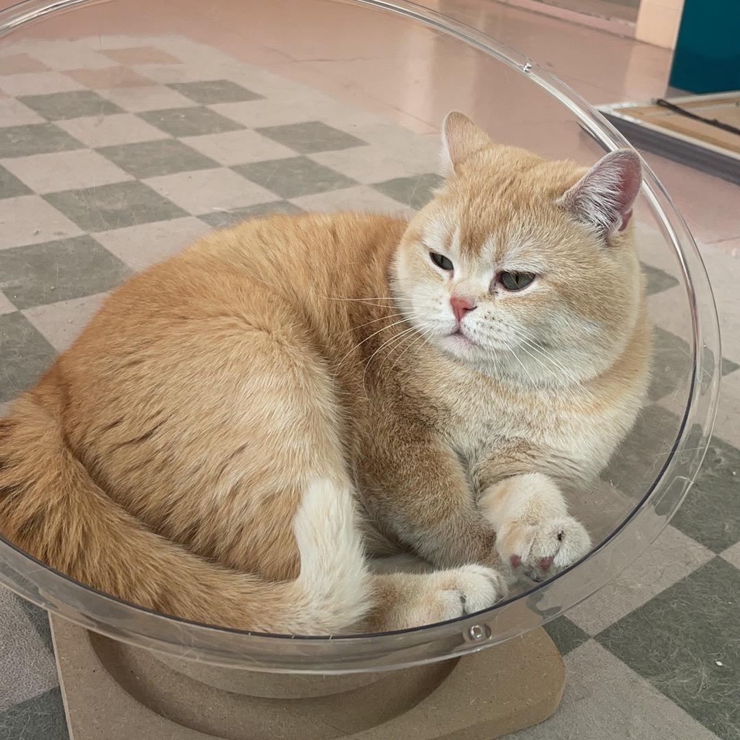 张天嗳