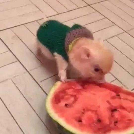 懒懒豆咪