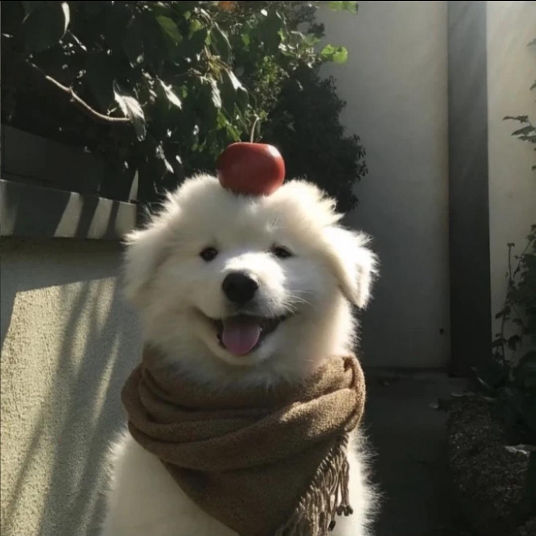 弗拉米基多尔德