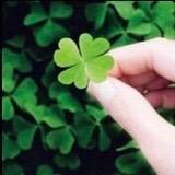🍀幸运草🍀🍀🍀🍀🍀