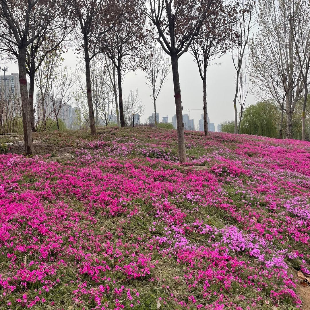 三龙天路花艺-装饰花家居摆件