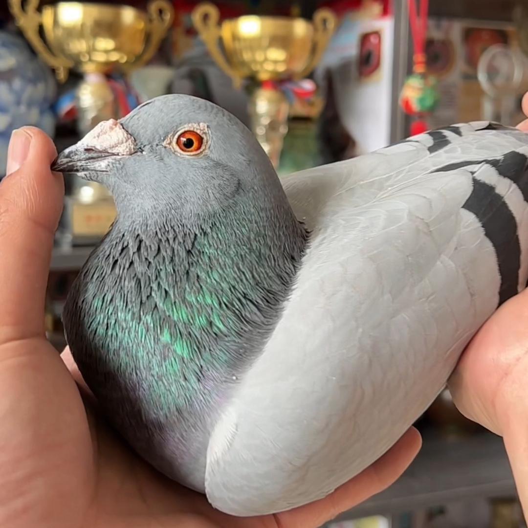 赛鸽千羽🕊️