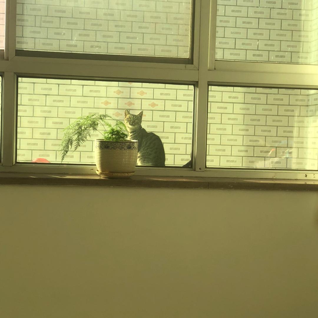 三只猫的菜园子