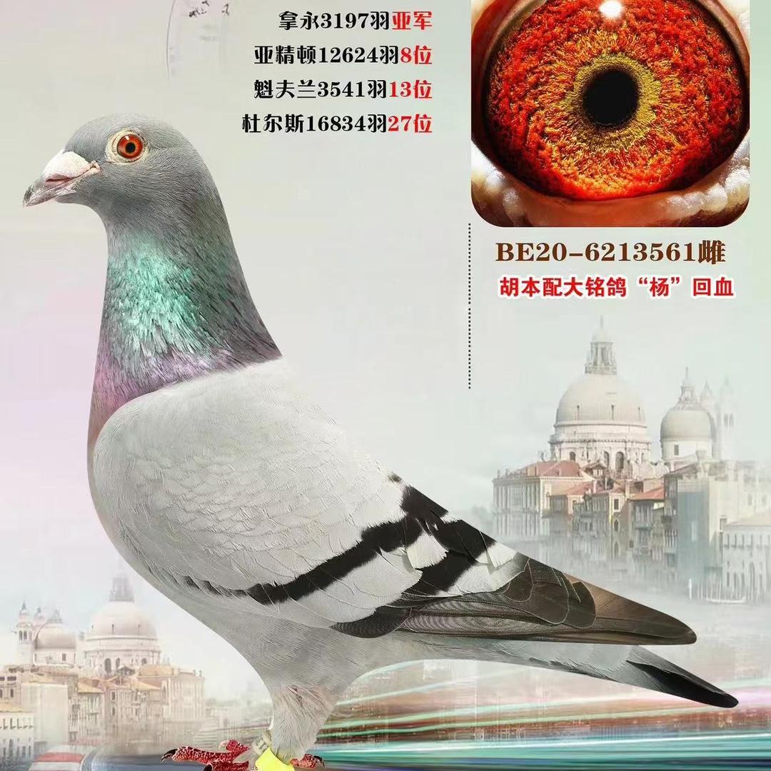 金羽鸽业