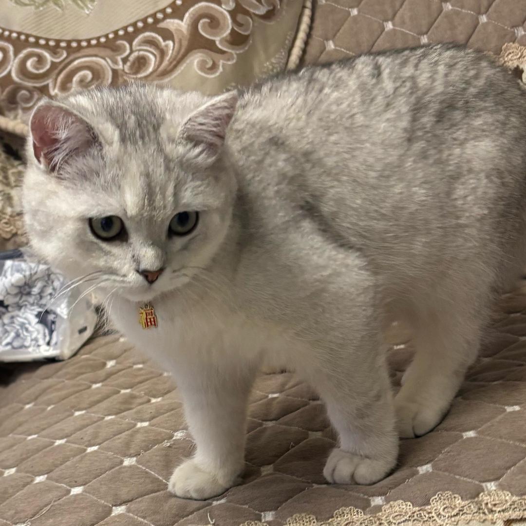 图图🍒 是只猫