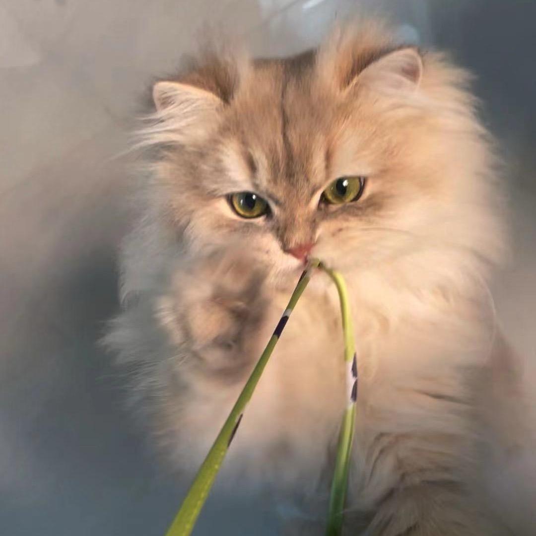 板儿面是只喵（蓝金渐层版）