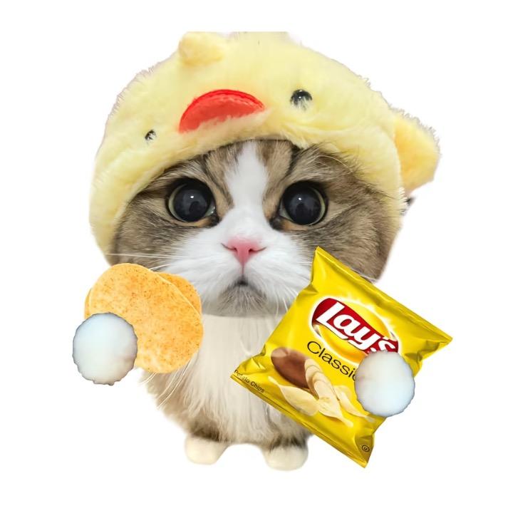 别偷我拼好饭