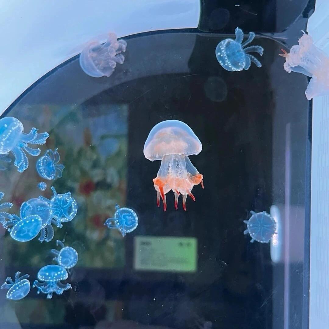 水母批发定制