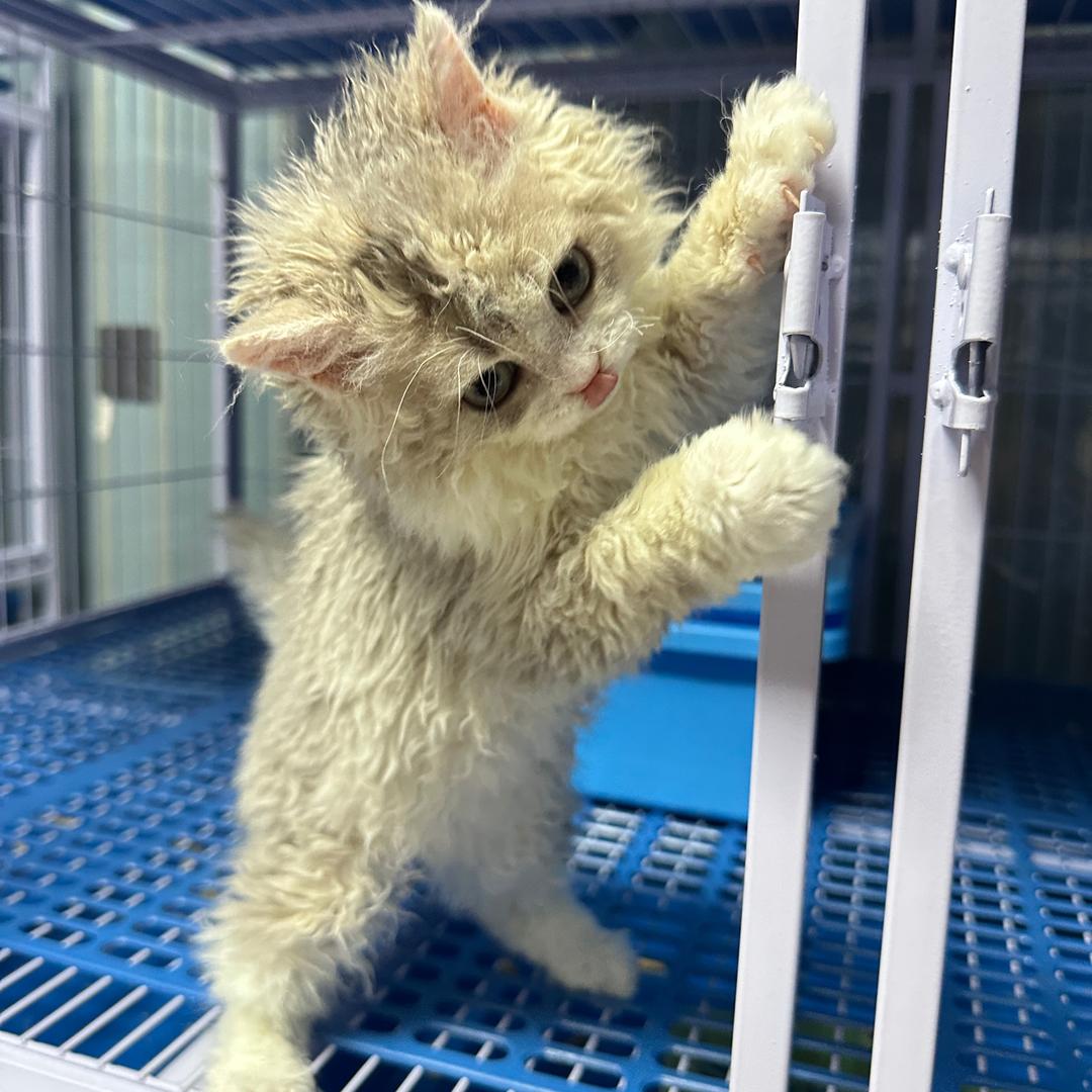 渡洋家的塞尔凯克卷毛猫