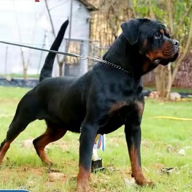 浙江鸿忆犬舍-直播5⃣️号