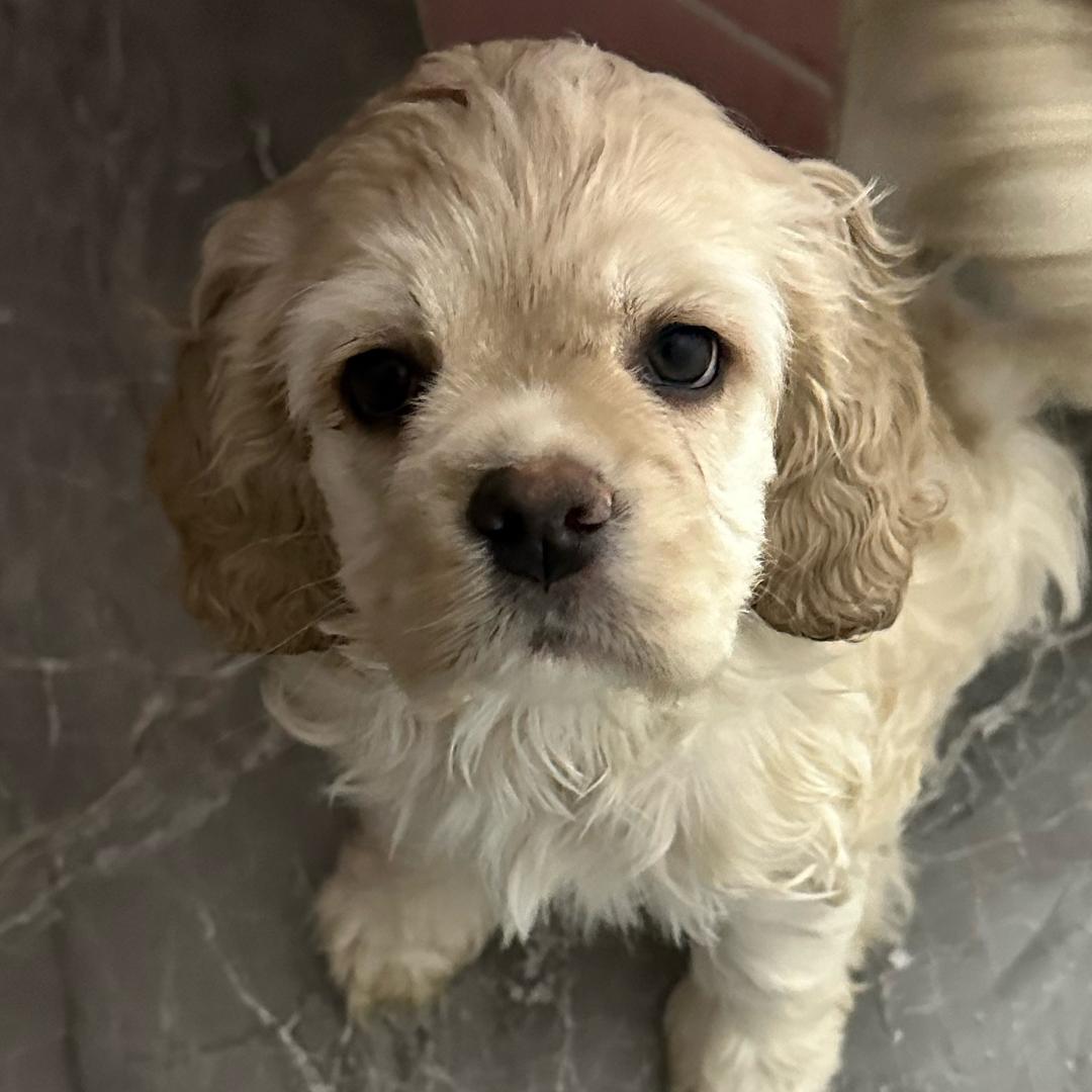 迪士尼美卡犬