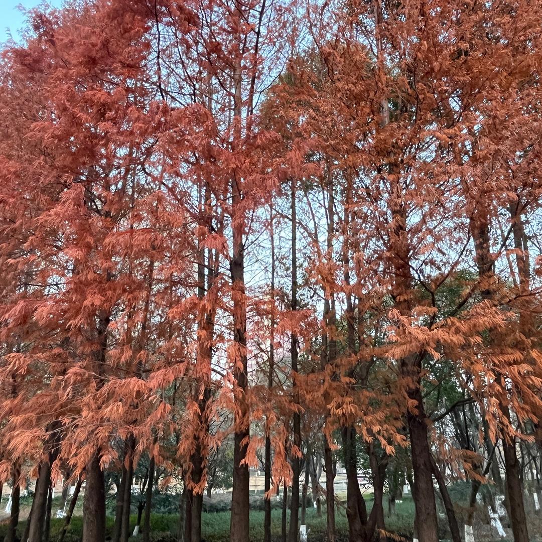 叮咚叮咚