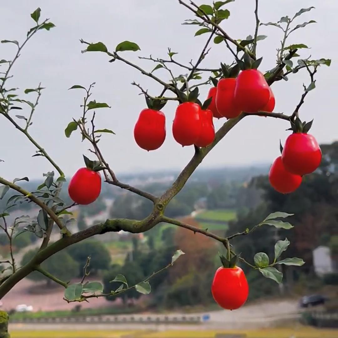 弹子啊贵园艺店