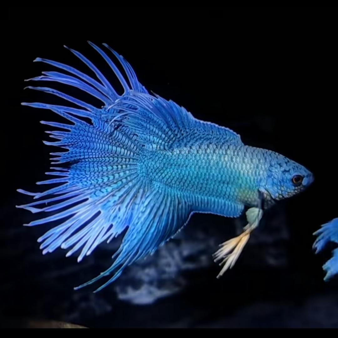 小胡. 会飞的Fish🦈