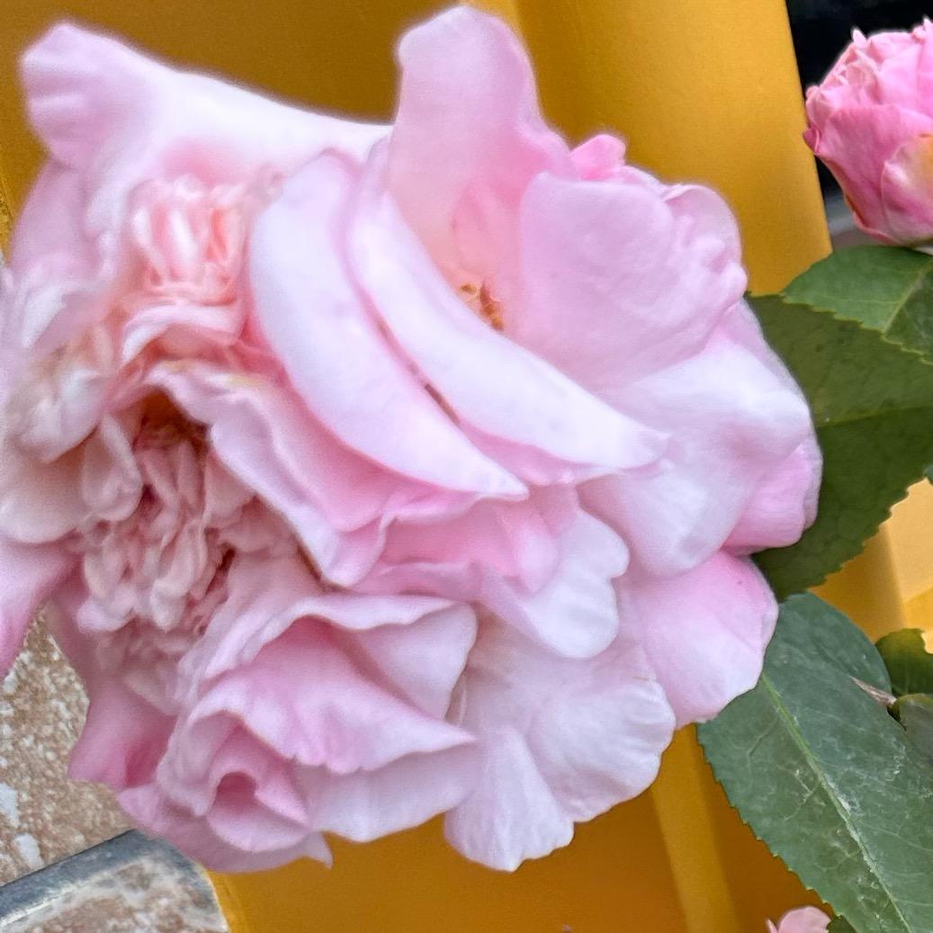 🌺萍水相逢就是缘
