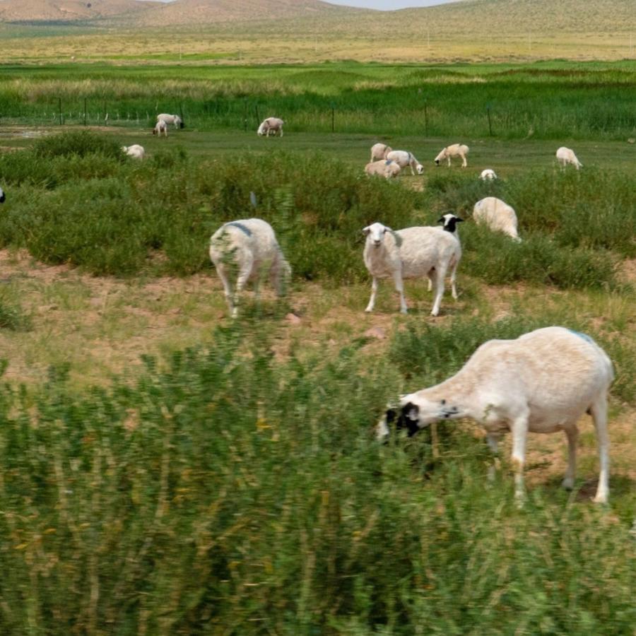 小鹿美食推荐官