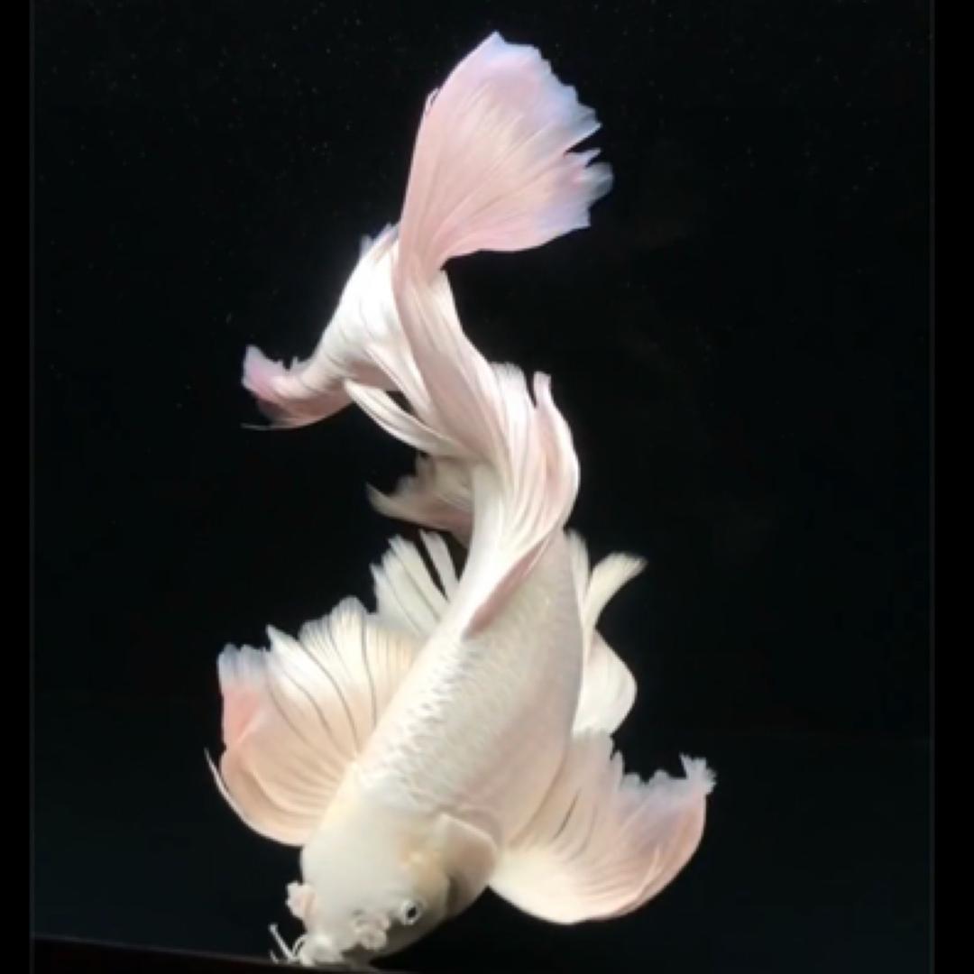 比特蝴蝶鲤（拾一小号）