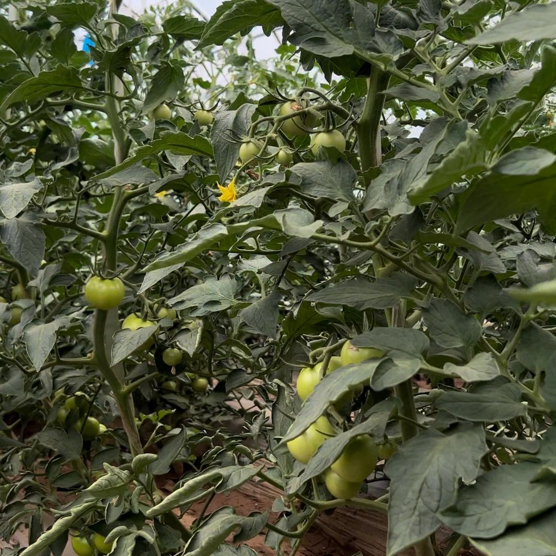 清徐发哥西红柿🍅
