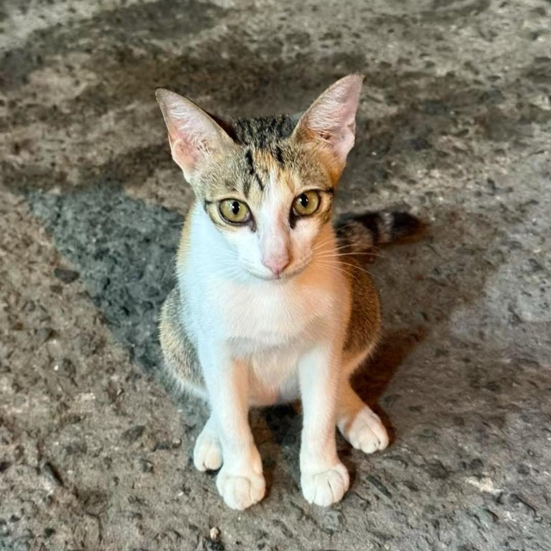 美食小达人