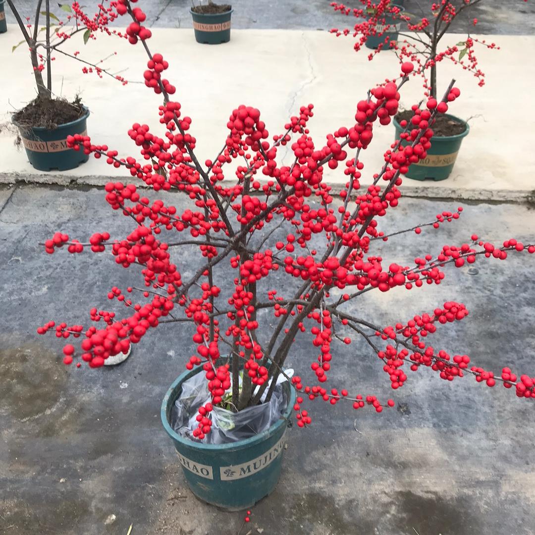沭阳县芭黎花卉经营部的小店苗木场