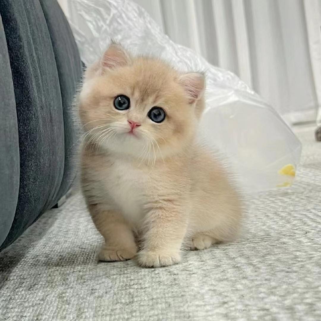 估猫猫舍宠物零售店李李