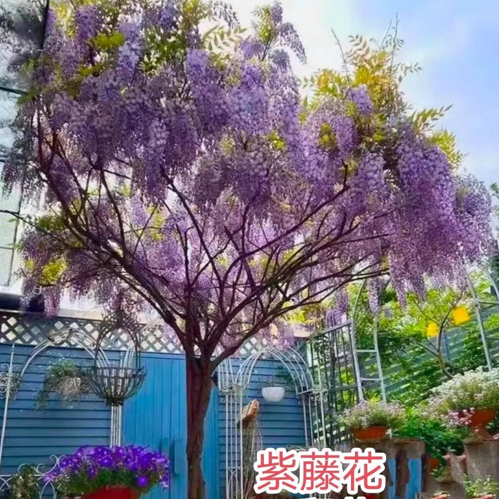 亿家园花卉