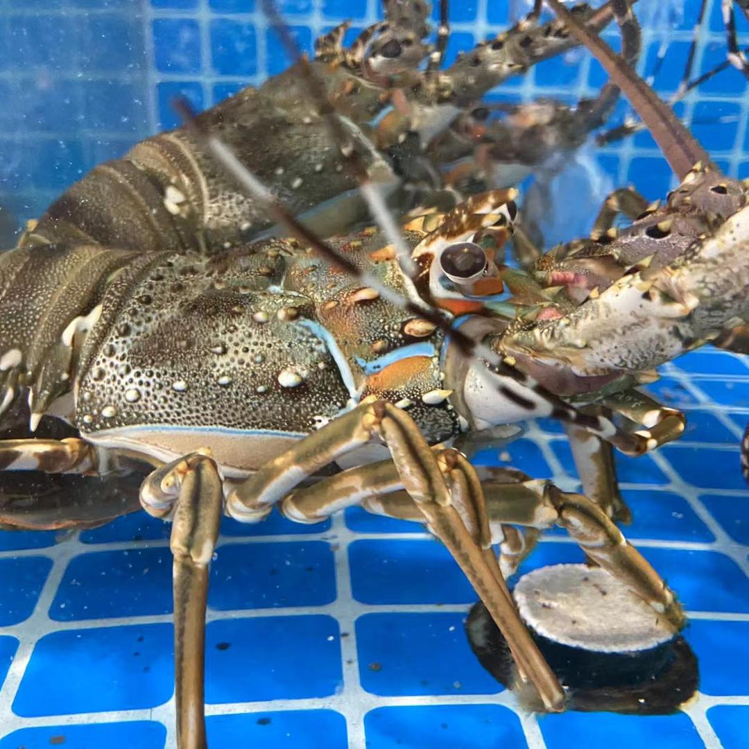 熙海汇鲜海鲜超市仁寿