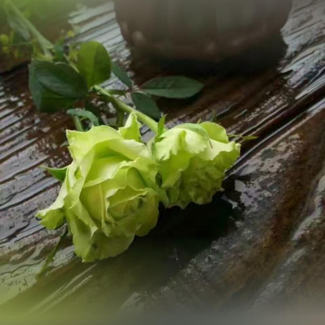 沫语阁花卉