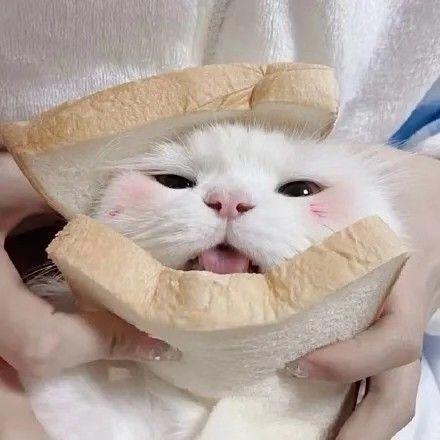 粢饭团子🍡本团子