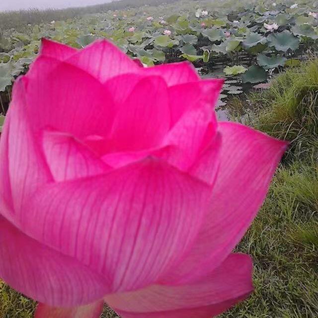 双向奔富💞