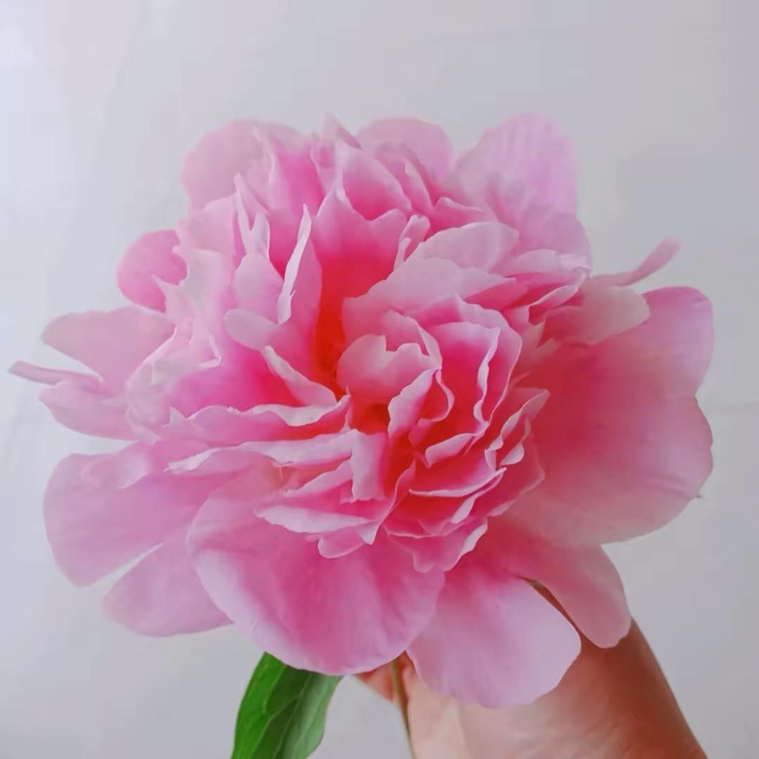 浅笑回忆1259999999