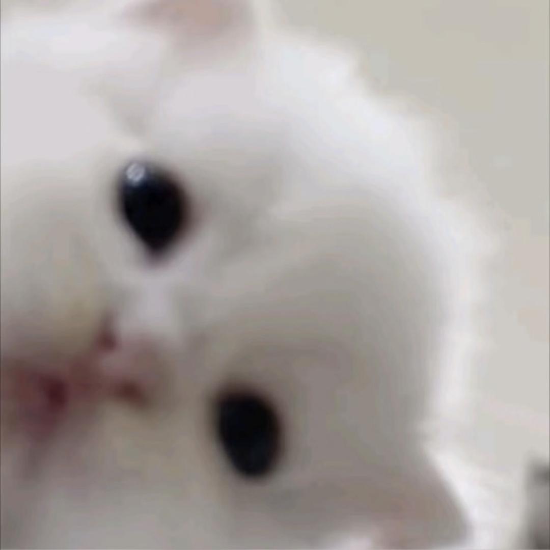 总在雨天喂鸡